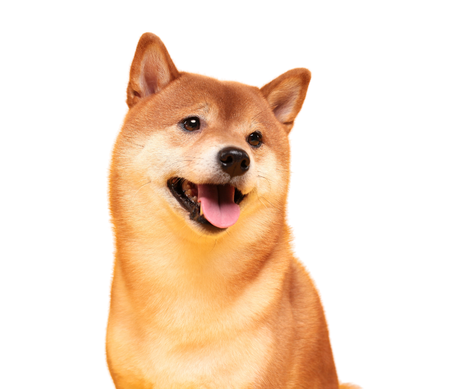 happy-foxy-1.original